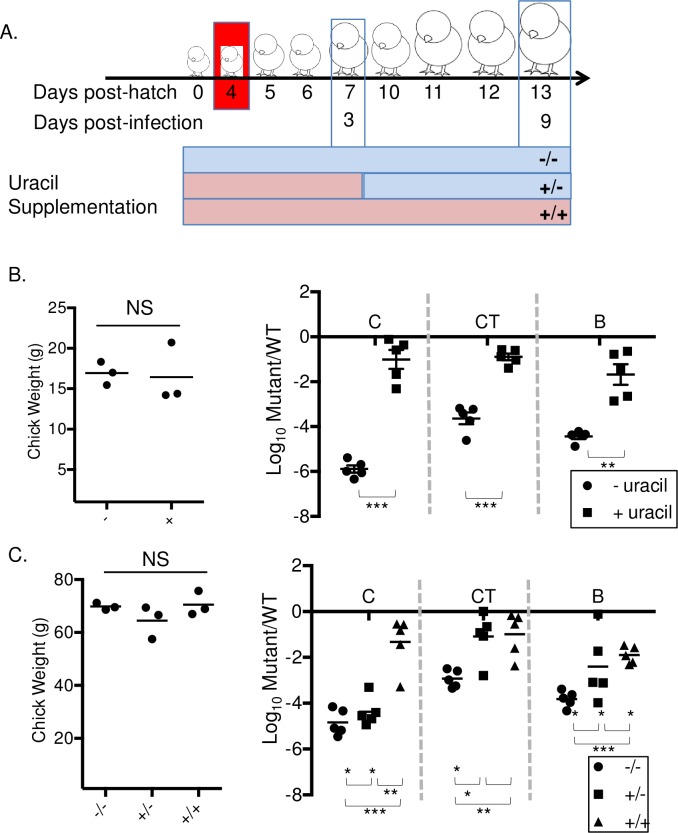 Fig 6