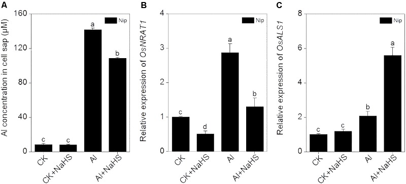 FIGURE 6