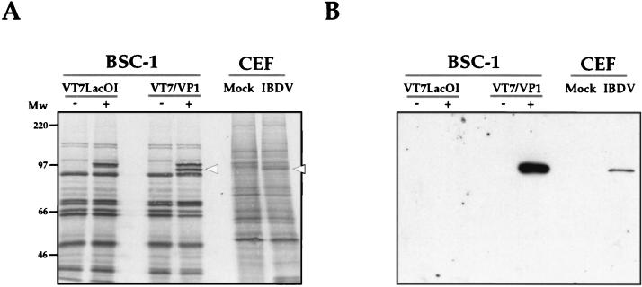 FIG. 1