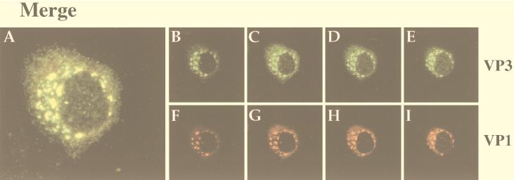 FIG. 7