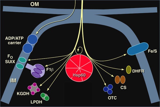 FIGURE 1.