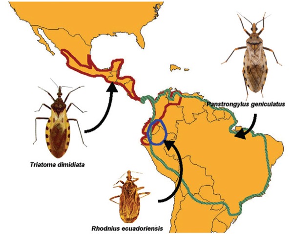 Geographic distribution of T. dimidiata, P. geniculatus
and R. ecuadoriensis.
