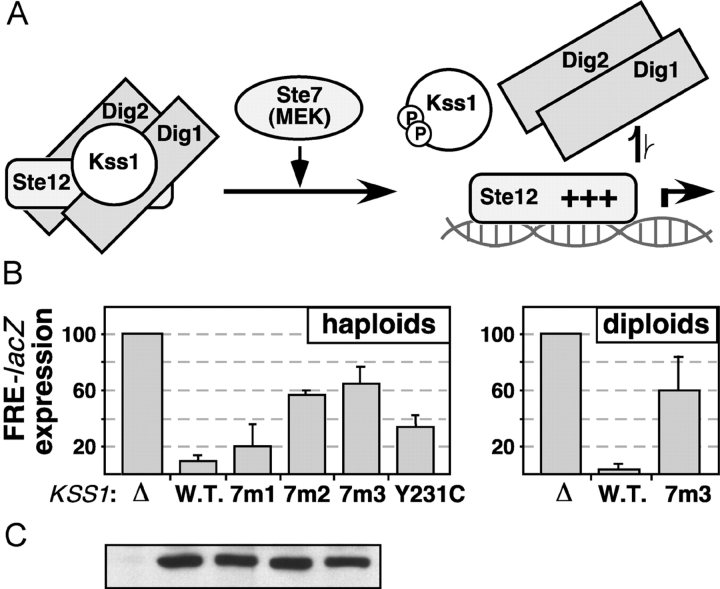 Figure 7.