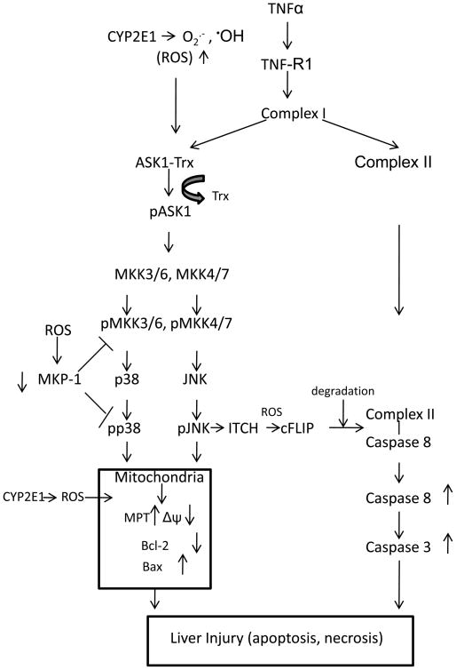 Fig. 10