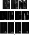 Four tips from (a) 5, (b) 4, and (c) 2.5 DCV input. Serrated asymmetric profiles were observed.