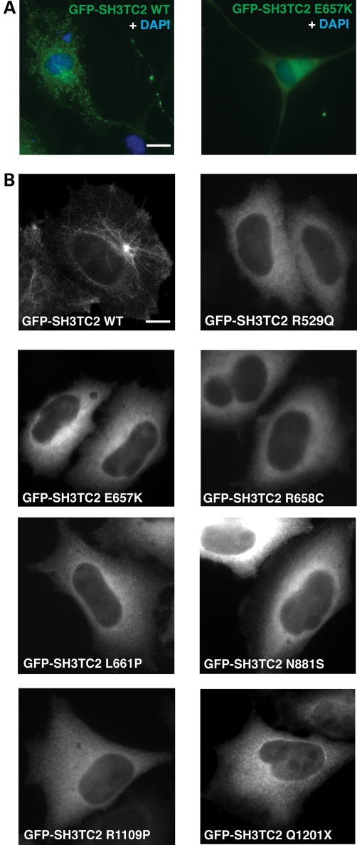 Figure 2.