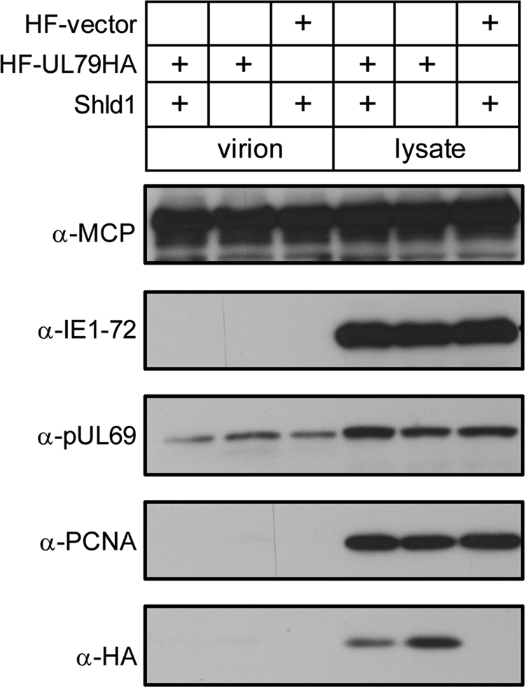 Fig. 9.