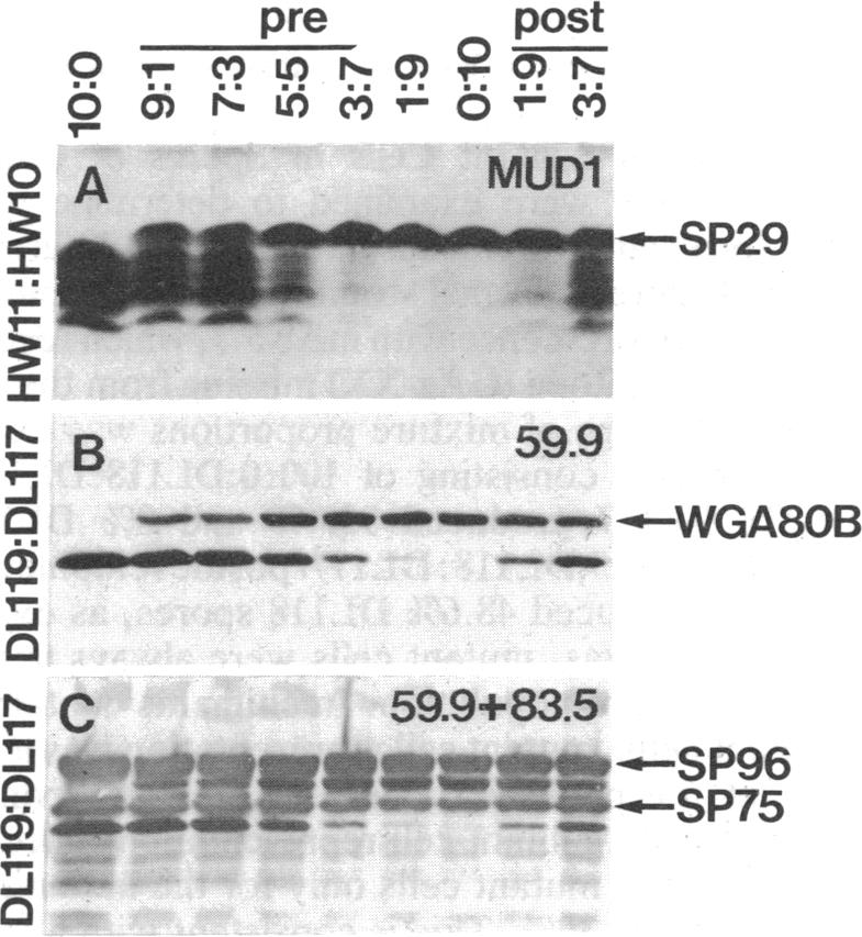 graphic file with name pnas00250-0248-a.jpg