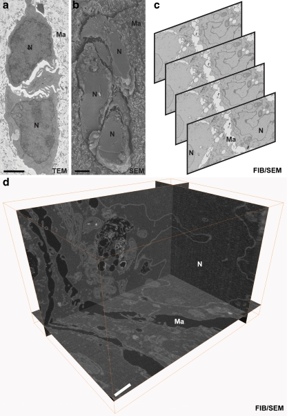 Fig. 6