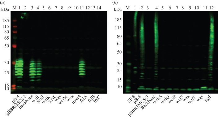 Figure 6.