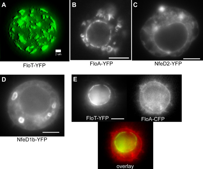 Fig 7