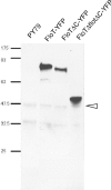 Fig 5