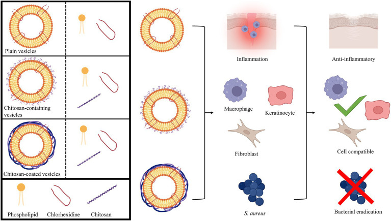 GRAPHICAL ABSTRACT