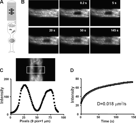 FIGURE 4.