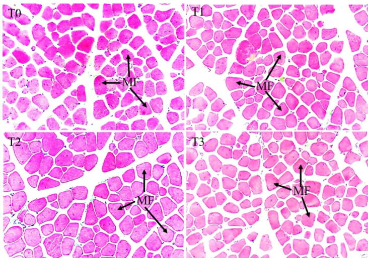 Fig. 5