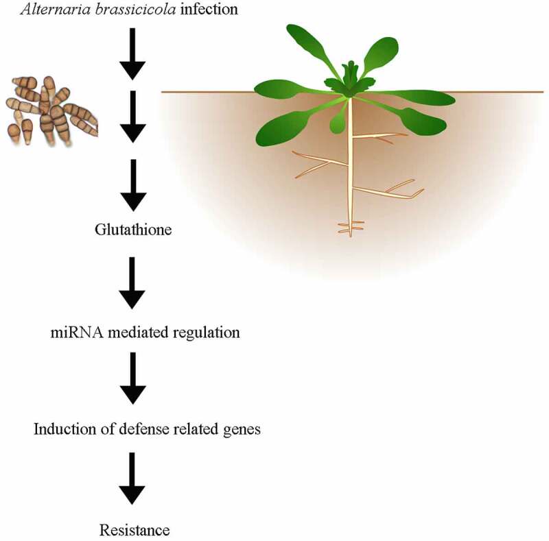 Figure 5.