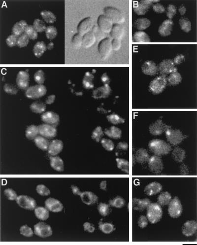 FIG. 5.