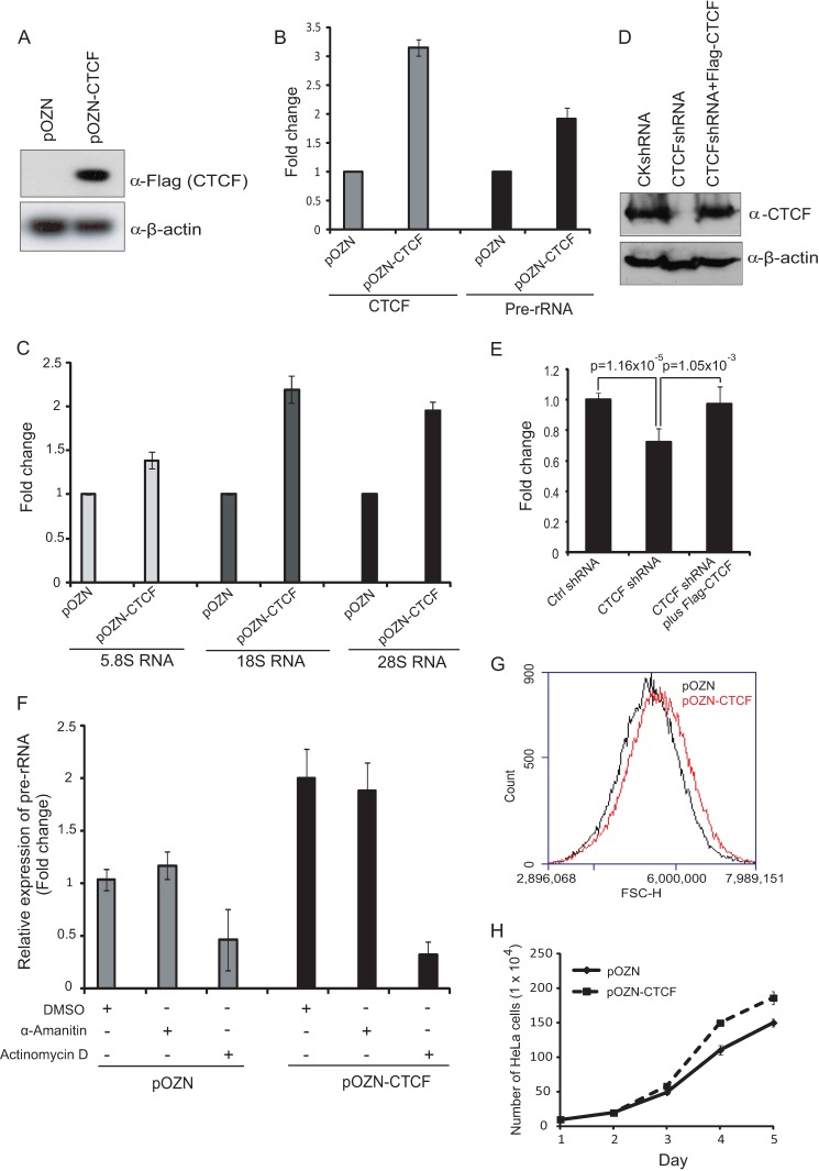 Ribosomal RNA Gene Transcription Mediated by the Master Genome ...