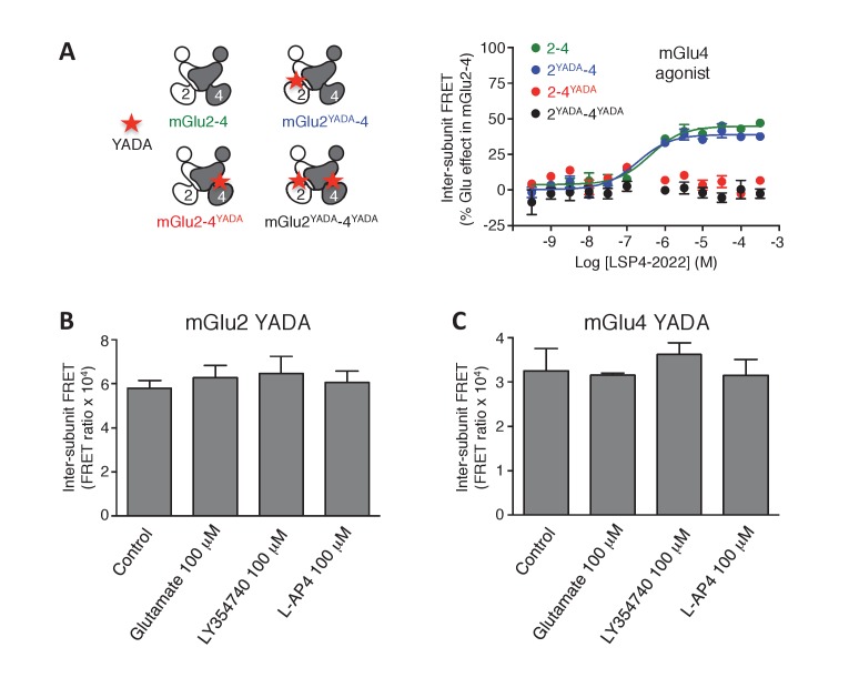 Figure 2—figure supplement 1.