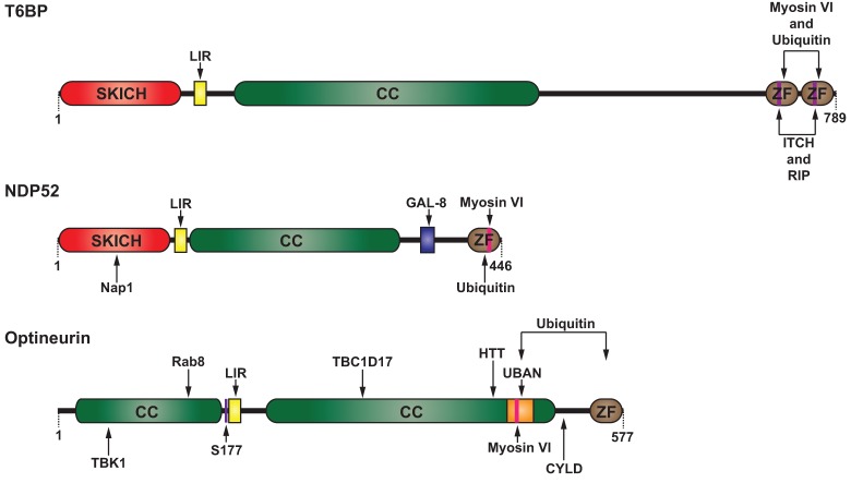 Fig. 3.