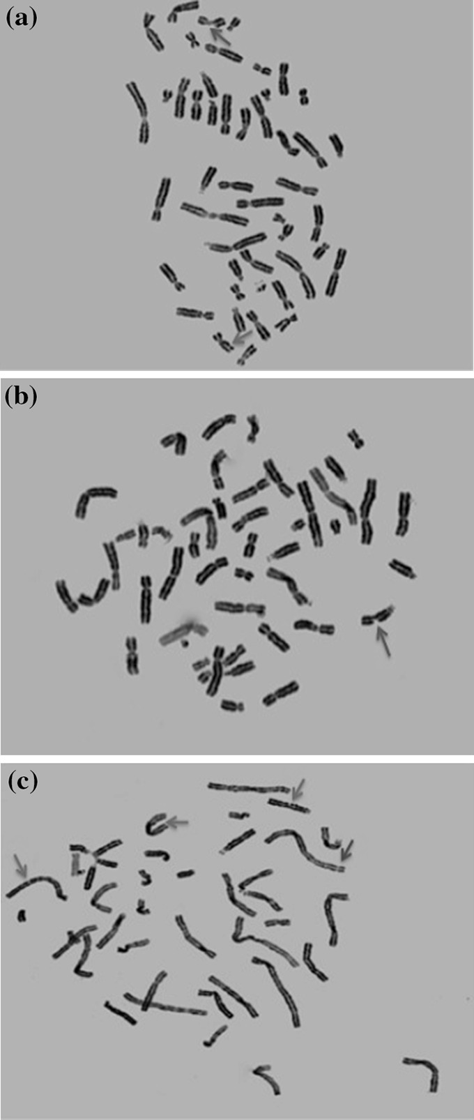 Fig. 10