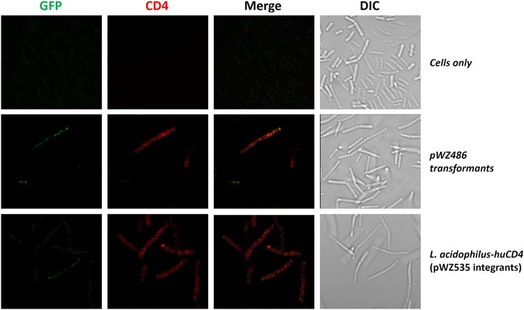 FIG 3