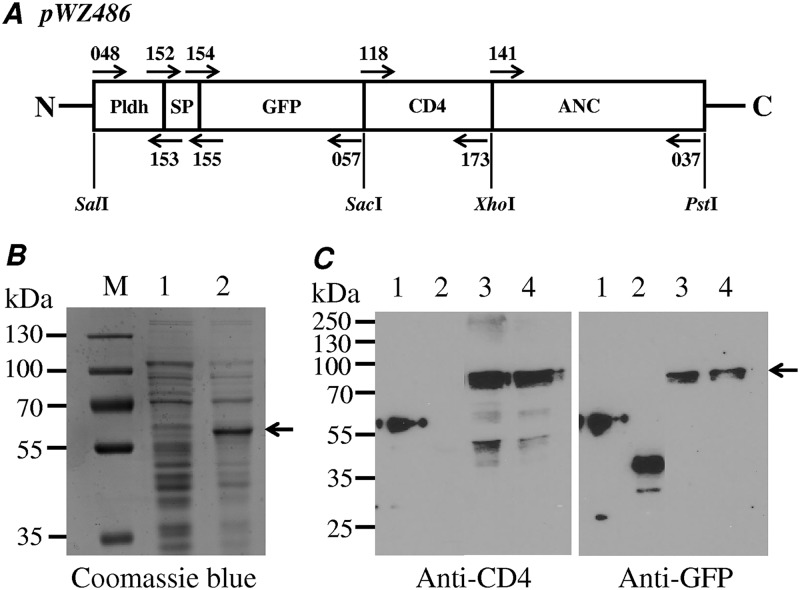 FIG 1