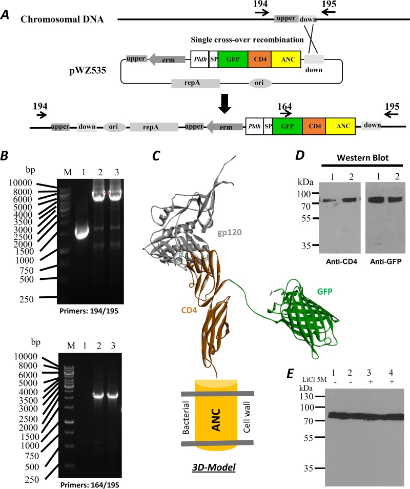 FIG 2