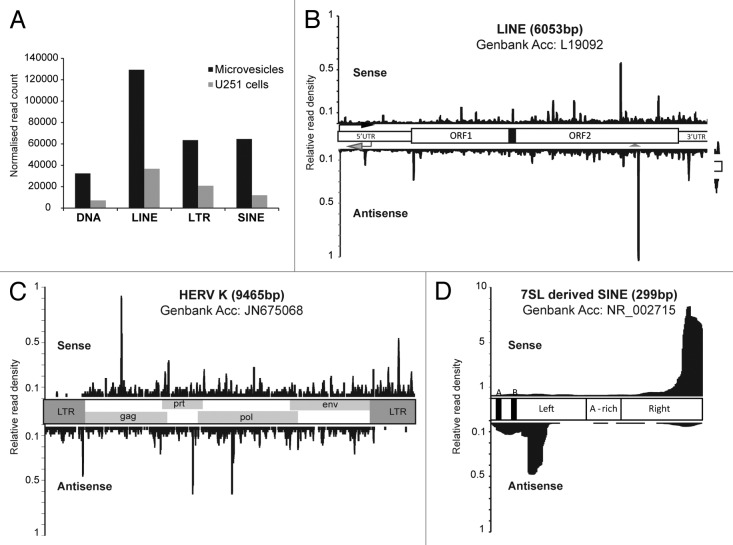 graphic file with name rna-10-1333-g3.jpg