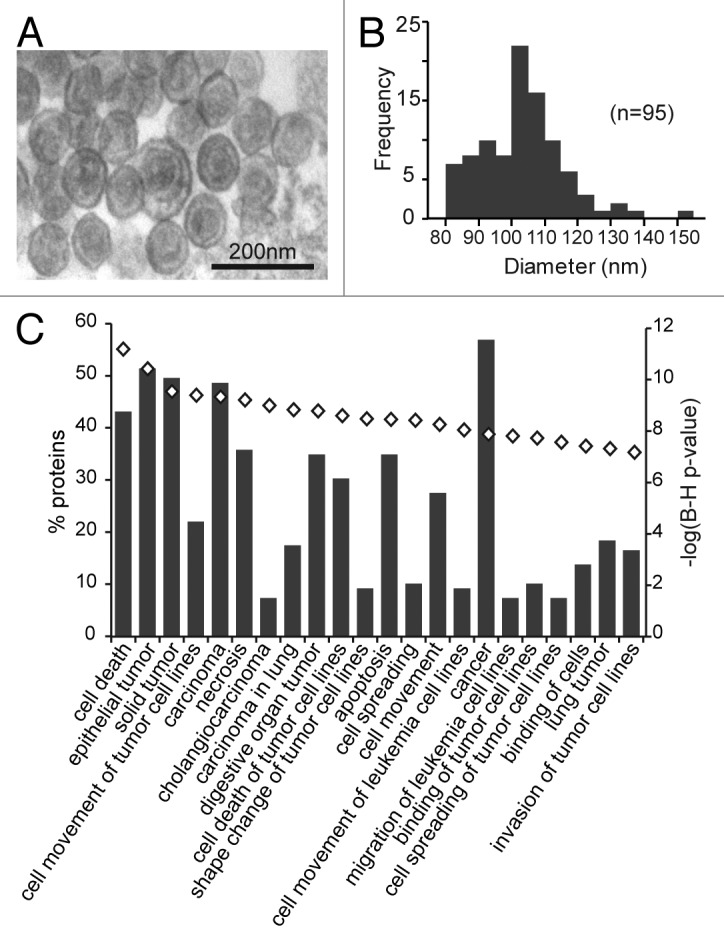 graphic file with name rna-10-1333-g1.jpg