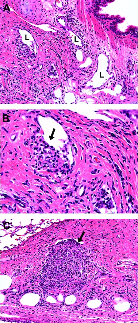 FIG. 1.