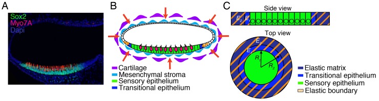 Figure 1—figure supplement 1.