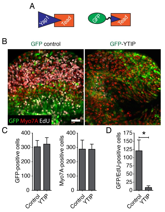 Figure 4—figure supplement 1.