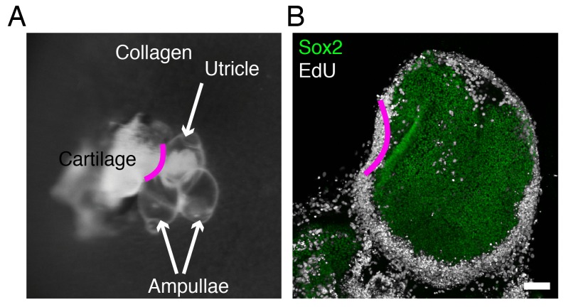 Figure 2—figure supplement 2.