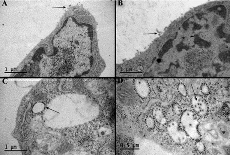 Fig. 9