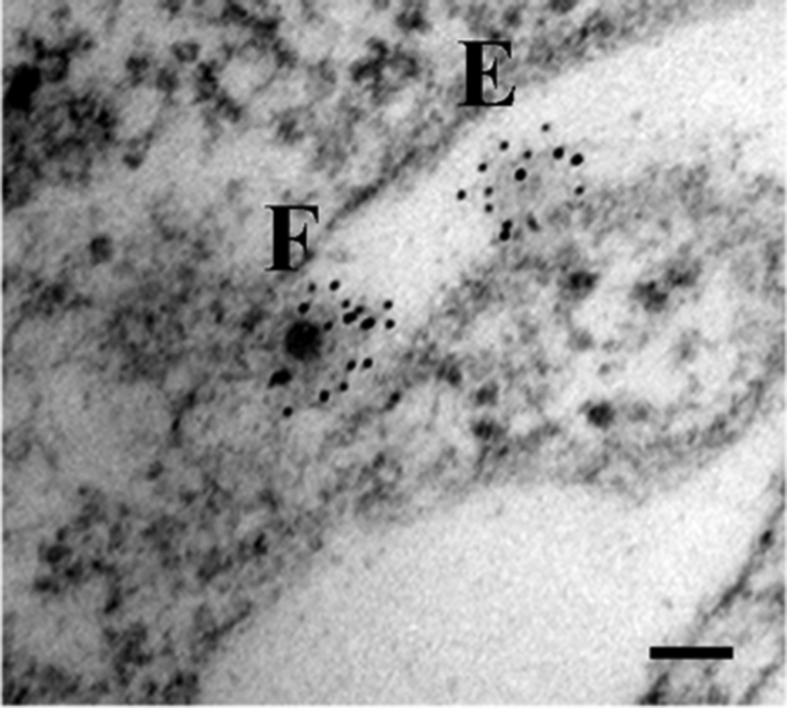 Fig. 1