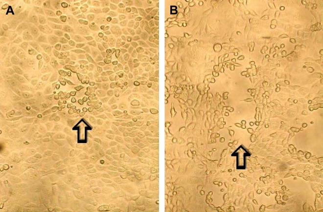 Fig. 6