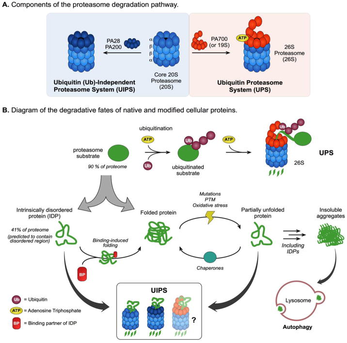 Aim for the Core: Suitability of the ubiquitin-independent 20S ...