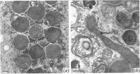 Fig. 11.