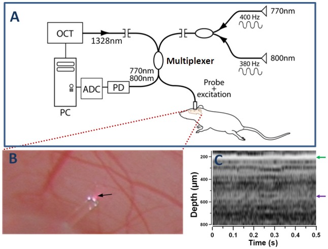 Fig. 1