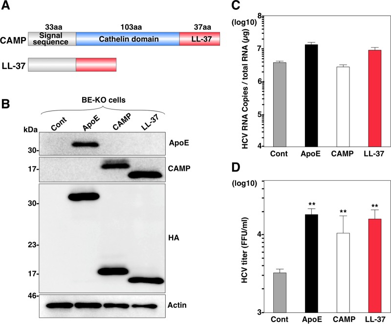 FIG 6