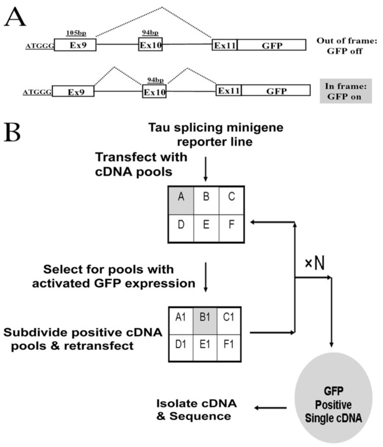 FIGURE 1