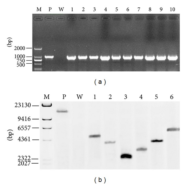 Figure 4