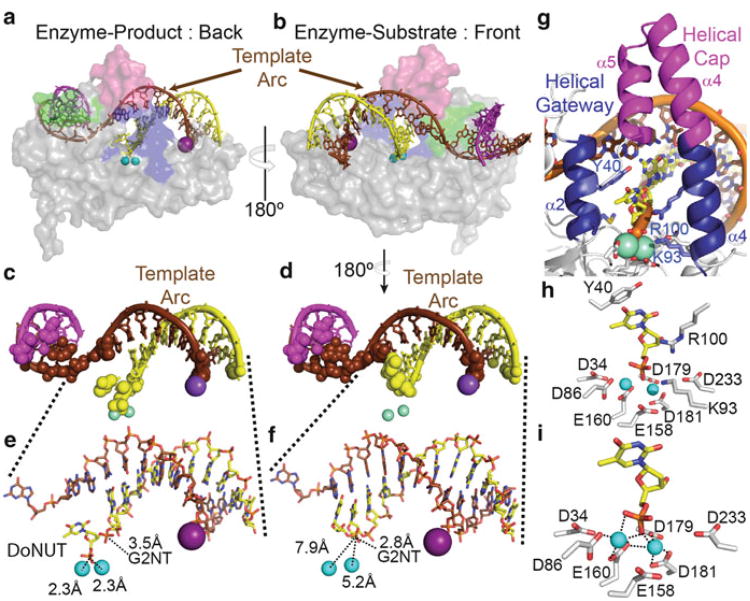 The Wonders of Flap Endonucleases: Structure, Function, Mechanism and ...