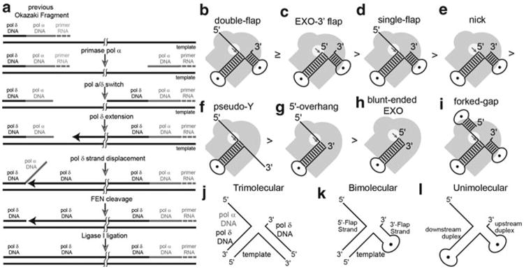 The Wonders of Flap Endonucleases: Structure, Function, Mechanism and ...