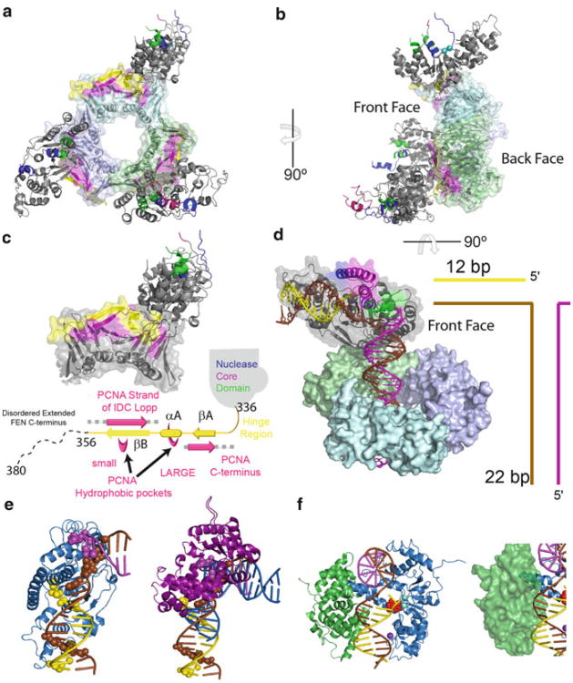 The Wonders of Flap Endonucleases: Structure, Function, Mechanism and ...