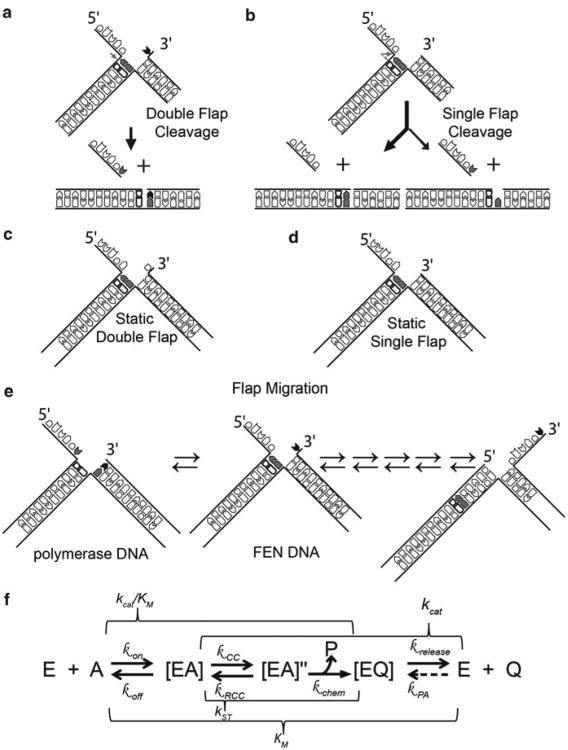 The Wonders of Flap Endonucleases: Structure, Function, Mechanism and ...