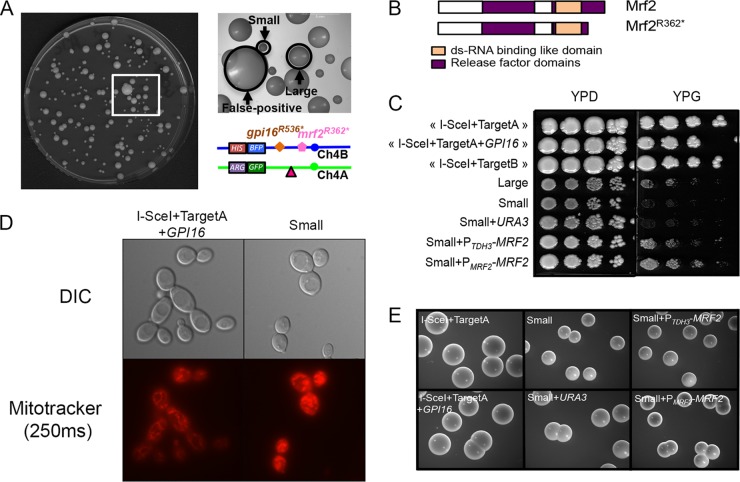 FIG 3 