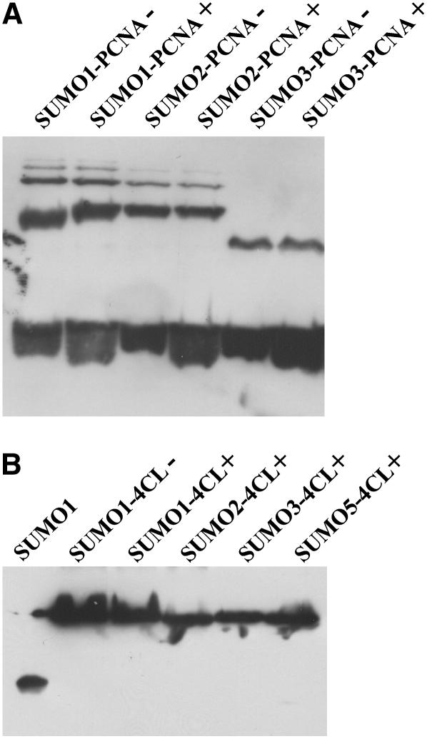 Figure 11.