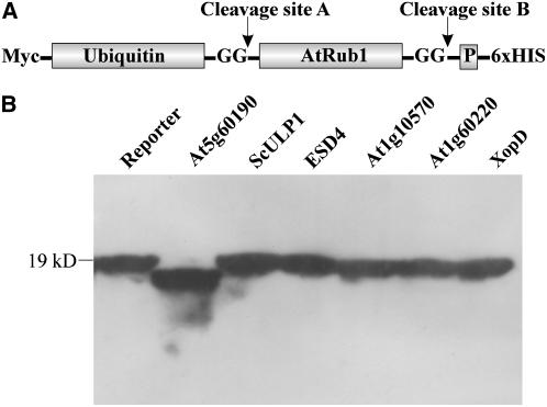 Figure 12.